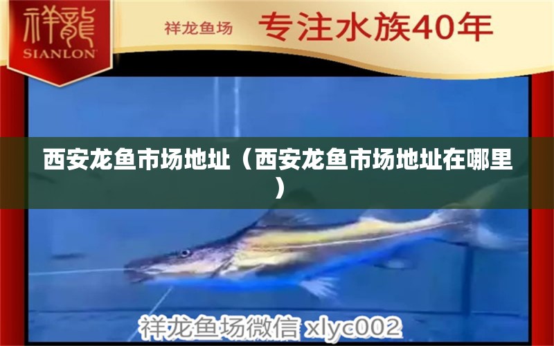 西安龙鱼市场地址（西安龙鱼市场地址在哪里） 祥龙水族医院