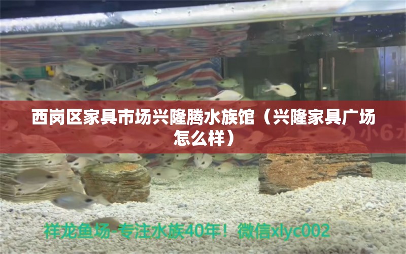 西岗区家具市场兴隆腾水族馆（兴隆家具广场怎么样）