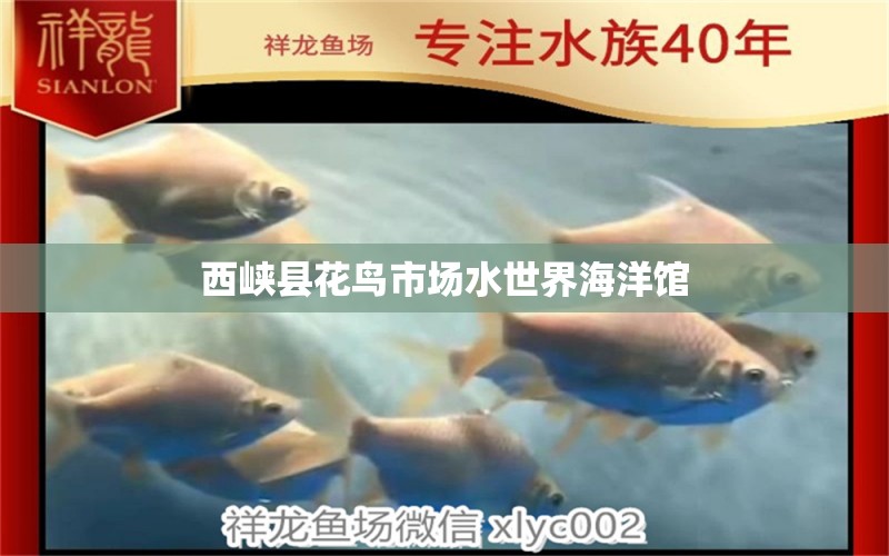 西峡县花鸟市场水世界海洋馆 全国水族馆企业名录