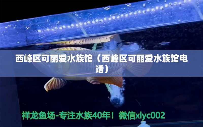 西峰区可丽爱水族馆（西峰区可丽爱水族馆电话） 全国水族馆企业名录