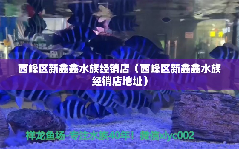 西峰区新鑫鑫水族经销店（西峰区新鑫鑫水族经销店地址）