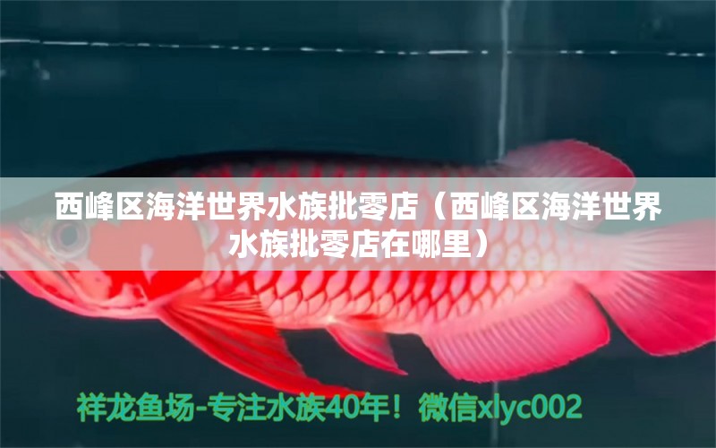 西峰区海洋世界水族批零店（西峰区海洋世界水族批零店在哪里）