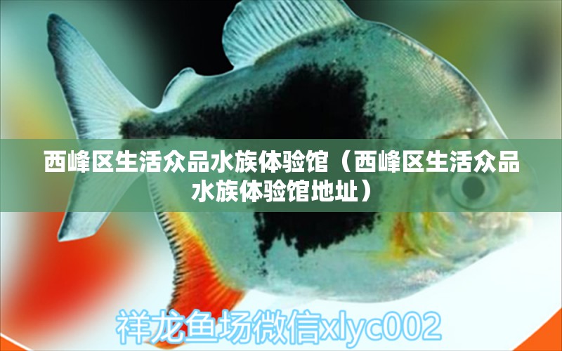 西峰区生活众品水族体验馆（西峰区生活众品水族体验馆地址）