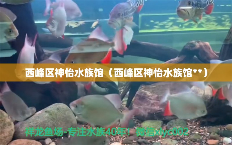 西峰区神怡水族馆（西峰区神怡水族馆**） 全国水族馆企业名录