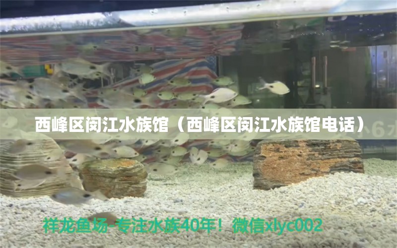 西峰区闵江水族馆（西峰区闵江水族馆电话）