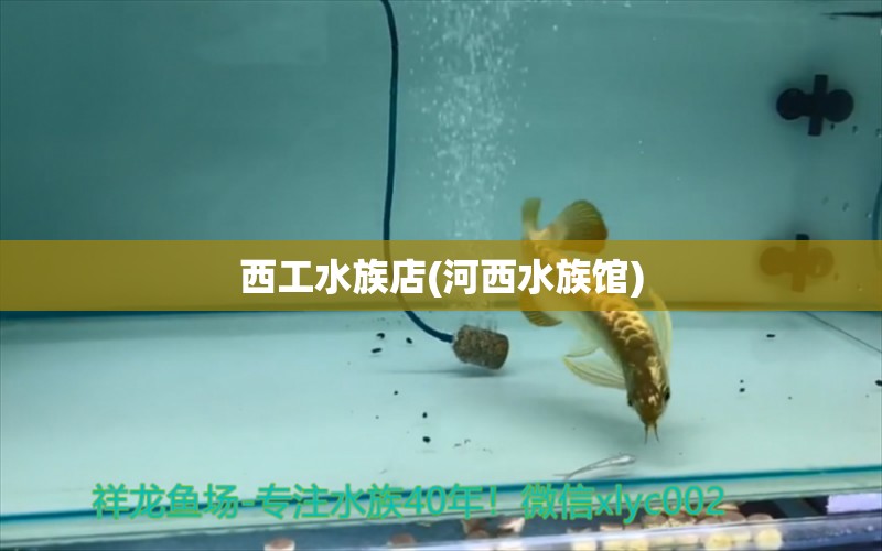 西工水族店(河西水族馆) 定时器/自控系统 第1张