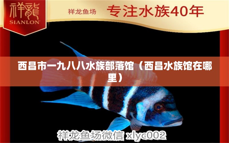 西昌市一九八八水族部落馆（西昌水族馆在哪里）