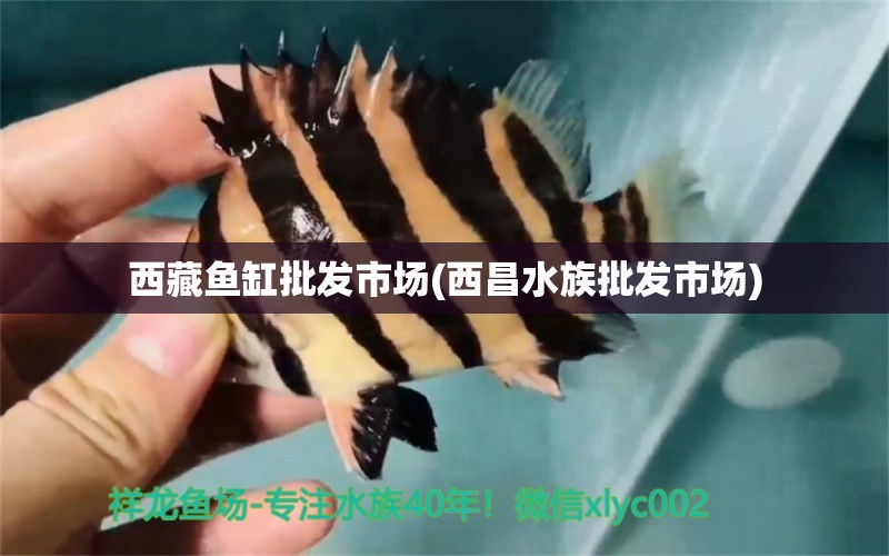 西藏鱼缸批发市场(西昌水族批发市场)