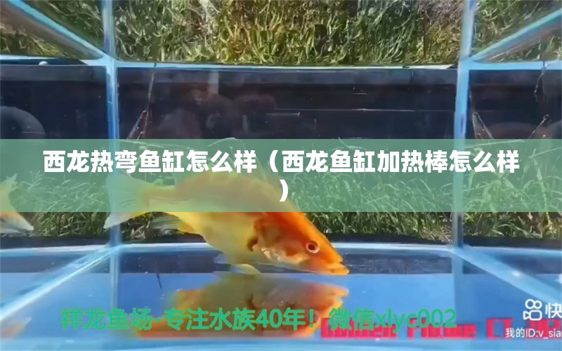 西龙热弯鱼缸怎么样（西龙鱼缸加热棒怎么样）