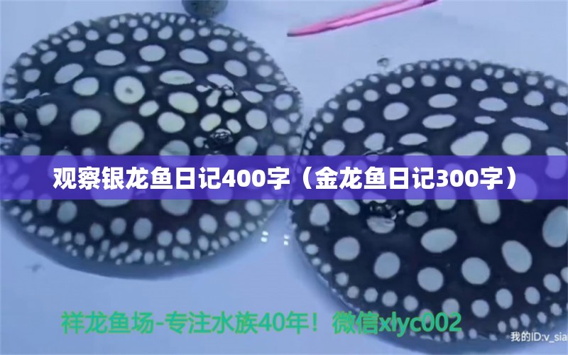 观察银龙鱼日记400字（金龙鱼日记300字）