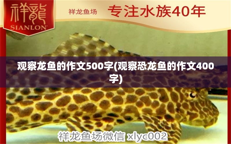 观察龙鱼的作文500字(观察恐龙鱼的作文400字)