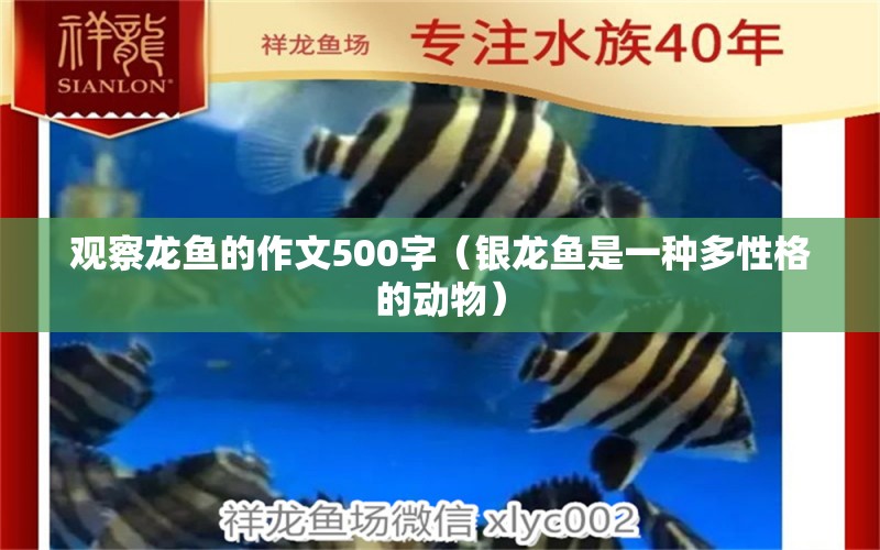 观察龙鱼的作文500字（银龙鱼是一种多性格的动物） 龙鱼百科 第2张