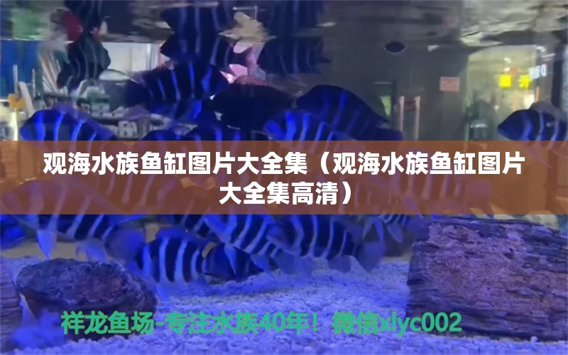 观海水族鱼缸图片大全集（观海水族鱼缸图片大全集高清）