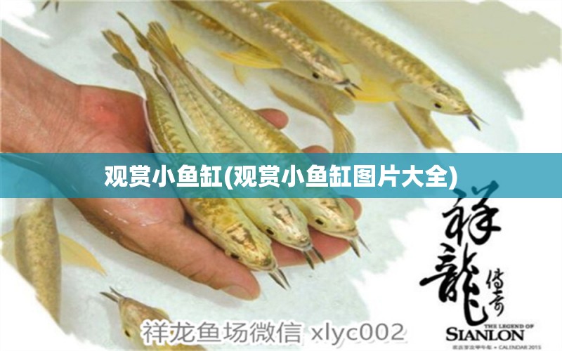 观赏小鱼缸(观赏小鱼缸图片大全) 水族杂谈