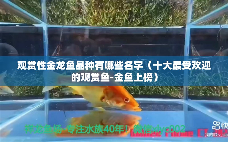 观赏性金龙鱼品种有哪些名字（十大最受欢迎的观赏鱼-金鱼上榜）