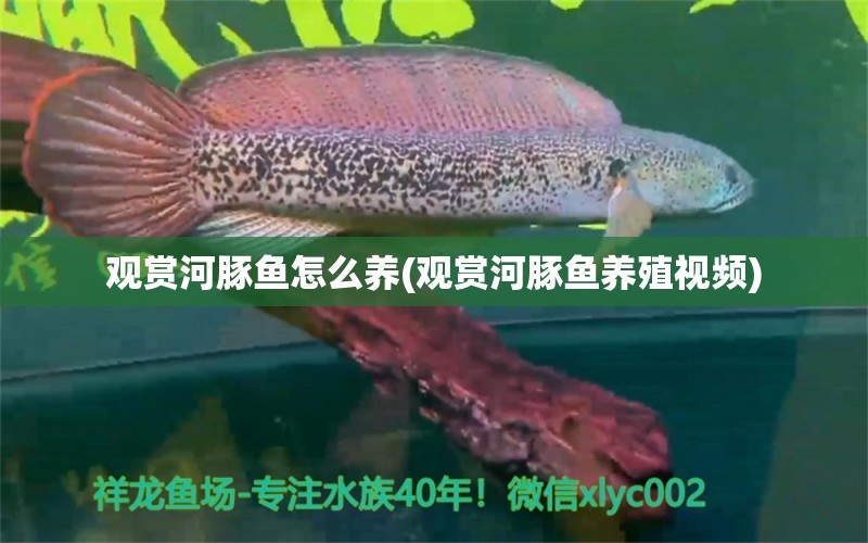 观赏河豚鱼怎么养(观赏河豚鱼养殖视频)