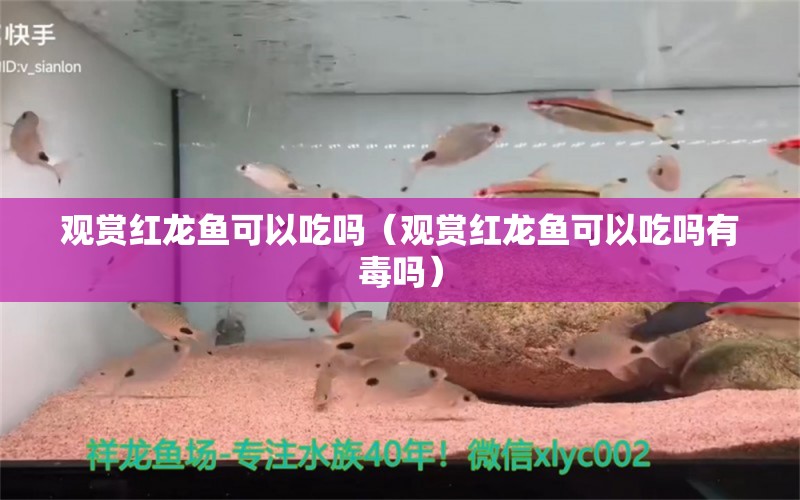 观赏红龙鱼可以吃吗（观赏红龙鱼可以吃吗有毒吗） 印尼红龙鱼