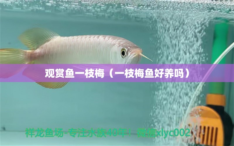 观赏鱼一枝梅（一枝梅鱼好养吗） 祥龙水族医院