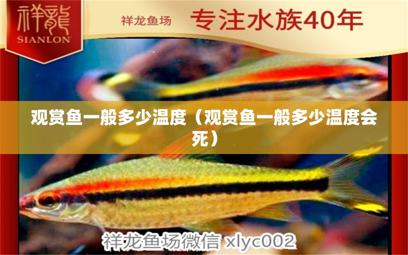 观赏鱼一般多少温度（观赏鱼一般多少温度会死） 祥龙水族医院