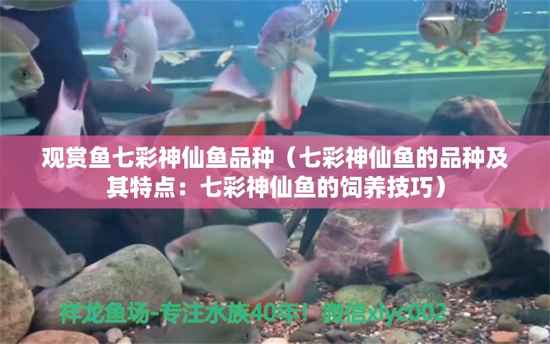 观赏鱼七彩神仙鱼品种（七彩神仙鱼的品种及其特点：七彩神仙鱼的饲养技巧）