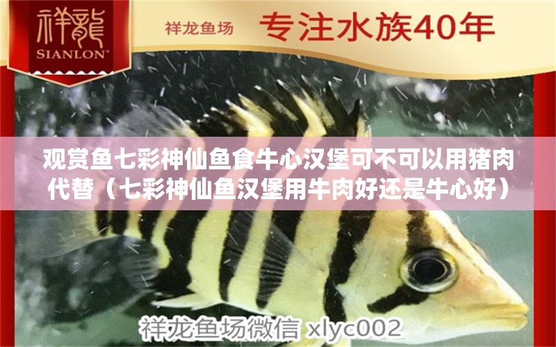 观赏鱼七彩神仙鱼食牛心汉堡可不可以用猪肉代替（七彩神仙鱼汉堡用牛肉好还是牛心好） 七彩神仙鱼