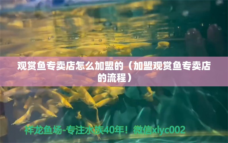 观赏鱼专卖店怎么加盟的（加盟观赏鱼专卖店的流程）