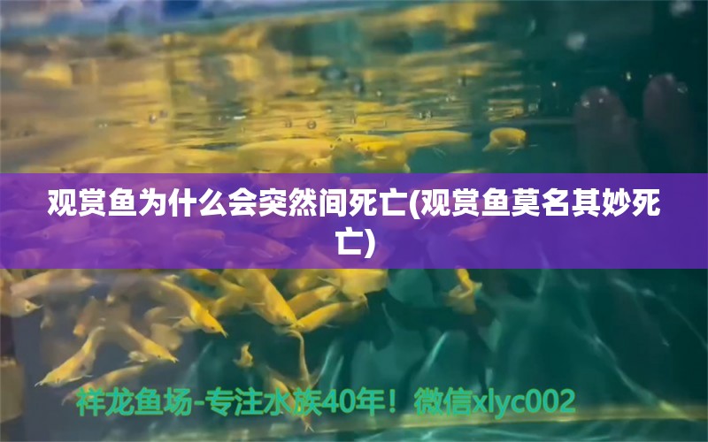 观赏鱼为什么会突然间死亡(观赏鱼莫名其妙死亡) 黄金梦幻雷龙鱼