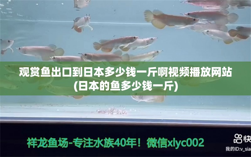 观赏鱼出口到日本多少钱一斤啊视频播放网站(日本的鱼多少钱一斤)