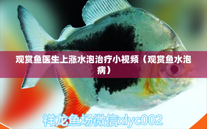 观赏鱼医生上涨水泡治疗小视频（观赏鱼水泡病） 祥龙水族医院