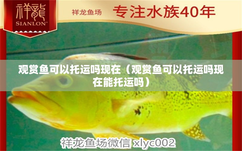 观赏鱼可以托运吗现在（观赏鱼可以托运吗现在能托运吗） 祥龙水族医院