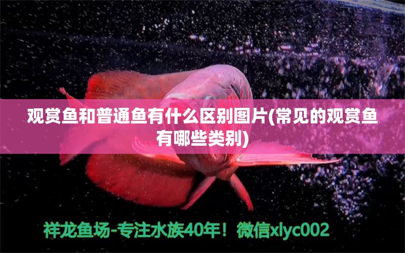 观赏鱼和普通鱼有什么区别图片(常见的观赏鱼有哪些类别) 观赏鱼百科