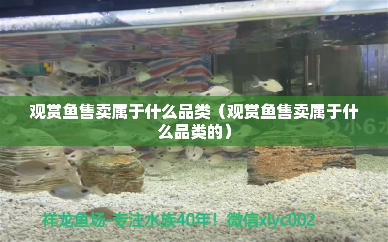 观赏鱼售卖属于什么品类（观赏鱼售卖属于什么品类的） 观赏鱼市场（混养鱼）