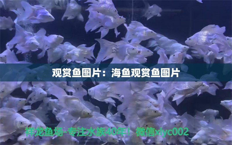 观赏鱼图片：海鱼观赏鱼图片 观赏鱼