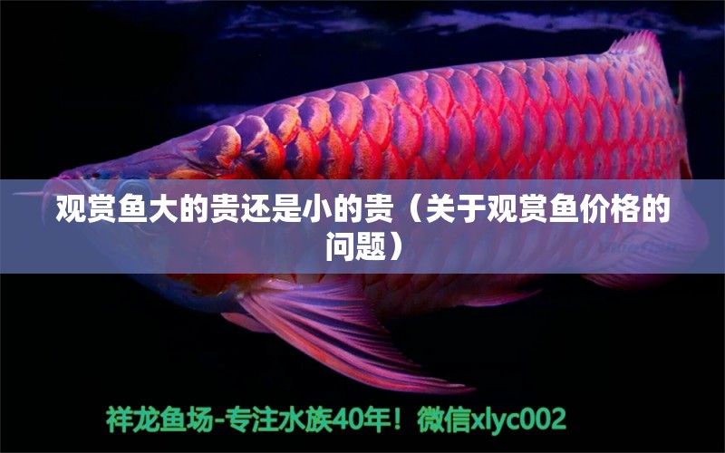 观赏鱼大的贵还是小的贵（关于观赏鱼价格的问题） 其他水族品牌 第2张