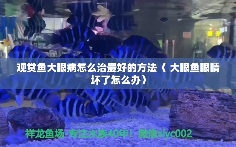 观赏鱼大眼病怎么治最好的方法（ 大眼鱼眼睛坏了怎么办） 其他宠物 第1张