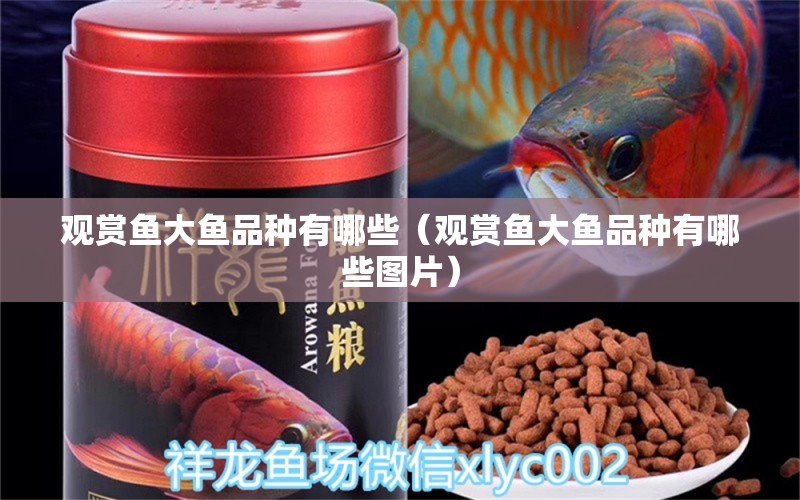 观赏鱼大鱼品种有哪些（观赏鱼大鱼品种有哪些图片） 观赏鱼水族批发市场