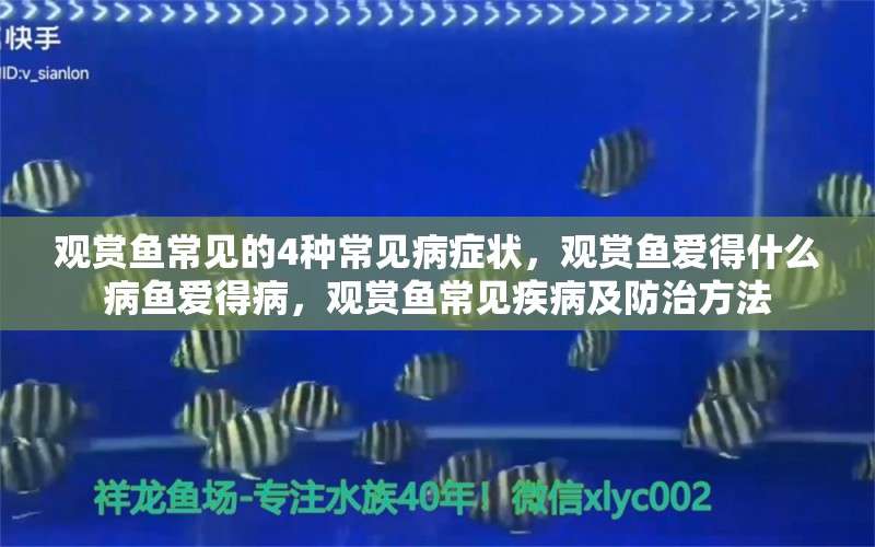 观赏鱼常见的4种常见病症状，观赏鱼爱得什么病鱼爱得病，观赏鱼常见疾病及防治方法