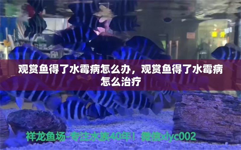 观赏鱼得了水霉病怎么办，观赏鱼得了水霉病怎么治疗