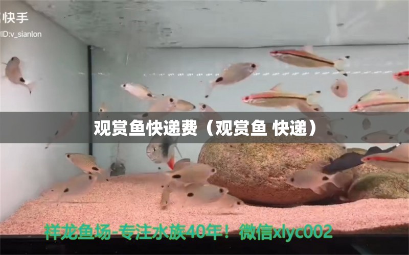 观赏鱼快递费（观赏鱼 快递）