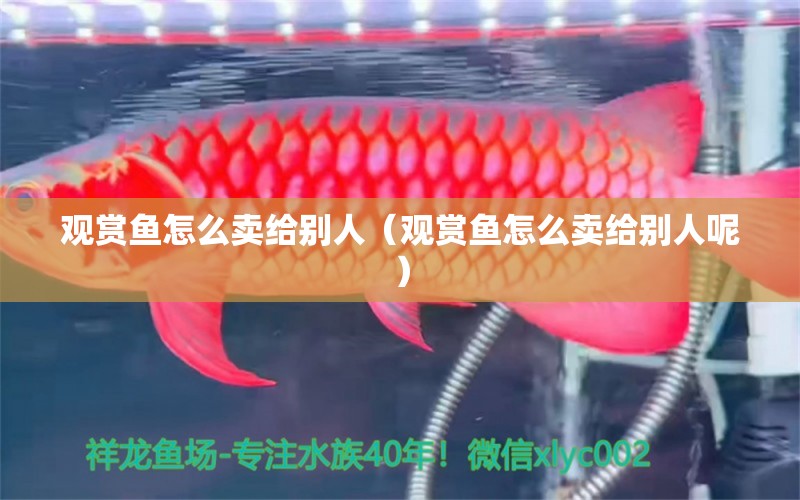 观赏鱼怎么卖给别人（观赏鱼怎么卖给别人呢） 祥龙水族医院