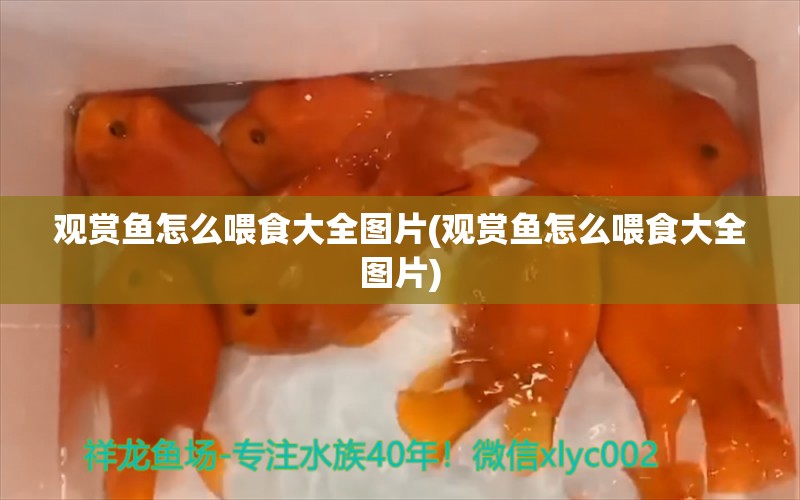 观赏鱼怎么喂食大全图片(观赏鱼怎么喂食大全图片) 速倍妥鱼粮鱼药