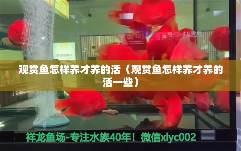 观赏鱼怎样养才养的活（观赏鱼怎样养才养的活一些） 祥龙水族医院