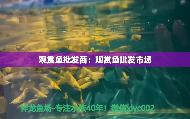 观赏鱼批发商：观赏鱼批发市场 广州水族批发市场 第2张