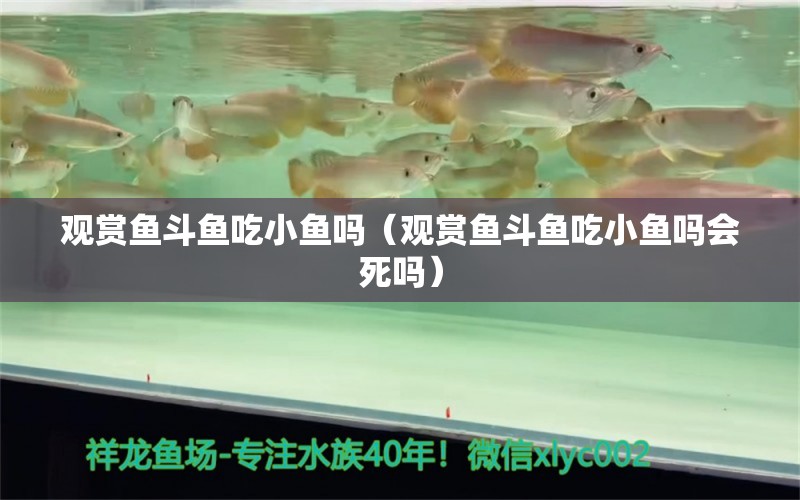 观赏鱼斗鱼吃小鱼吗（观赏鱼斗鱼吃小鱼吗会死吗） 祥龙水族医院