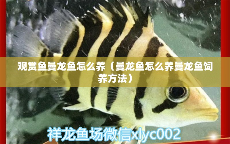 观赏鱼曼龙鱼怎么养（曼龙鱼怎么养曼龙鱼饲养方法） 龙鱼百科 第2张