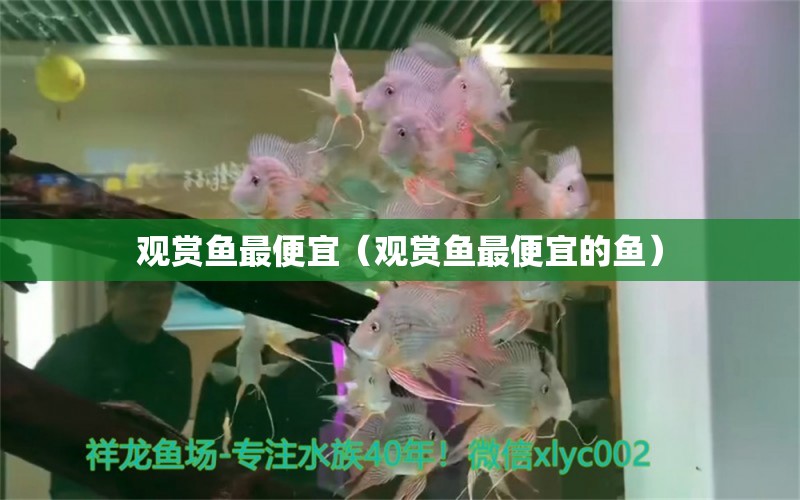 观赏鱼最便宜（观赏鱼最便宜的鱼） 祥龙水族医院