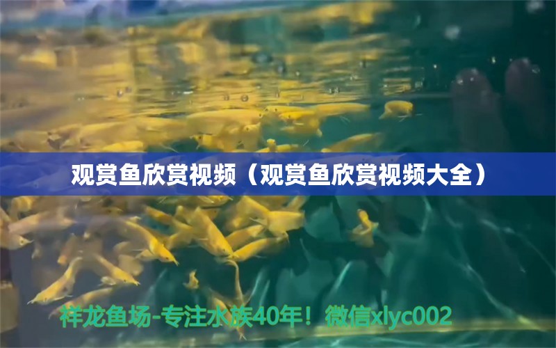 观赏鱼欣赏视频（观赏鱼欣赏视频大全）