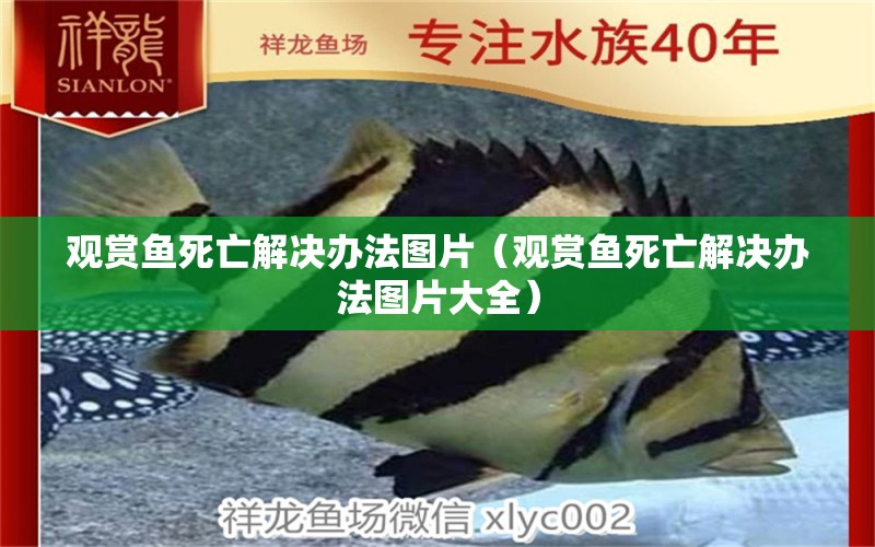 观赏鱼死亡解决办法图片（观赏鱼死亡解决办法图片大全） 观赏鱼市场（混养鱼）