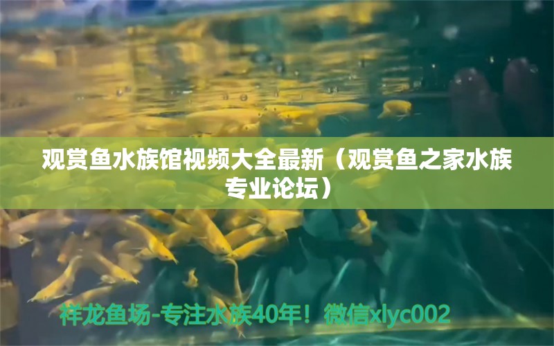 观赏鱼水族馆视频大全最新（观赏鱼之家水族专业论坛） 养鱼知识 第1张