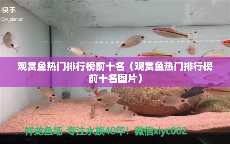 观赏鱼热门排行榜前十名（观赏鱼热门排行榜前十名图片）